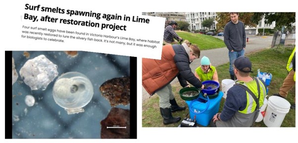 Songhees Walkway Pocket Beach Restoration - Peninsula Streams Society