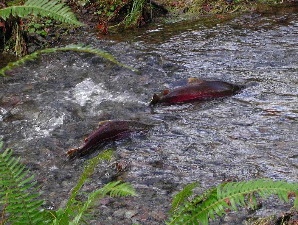 coho-salmon-1-1