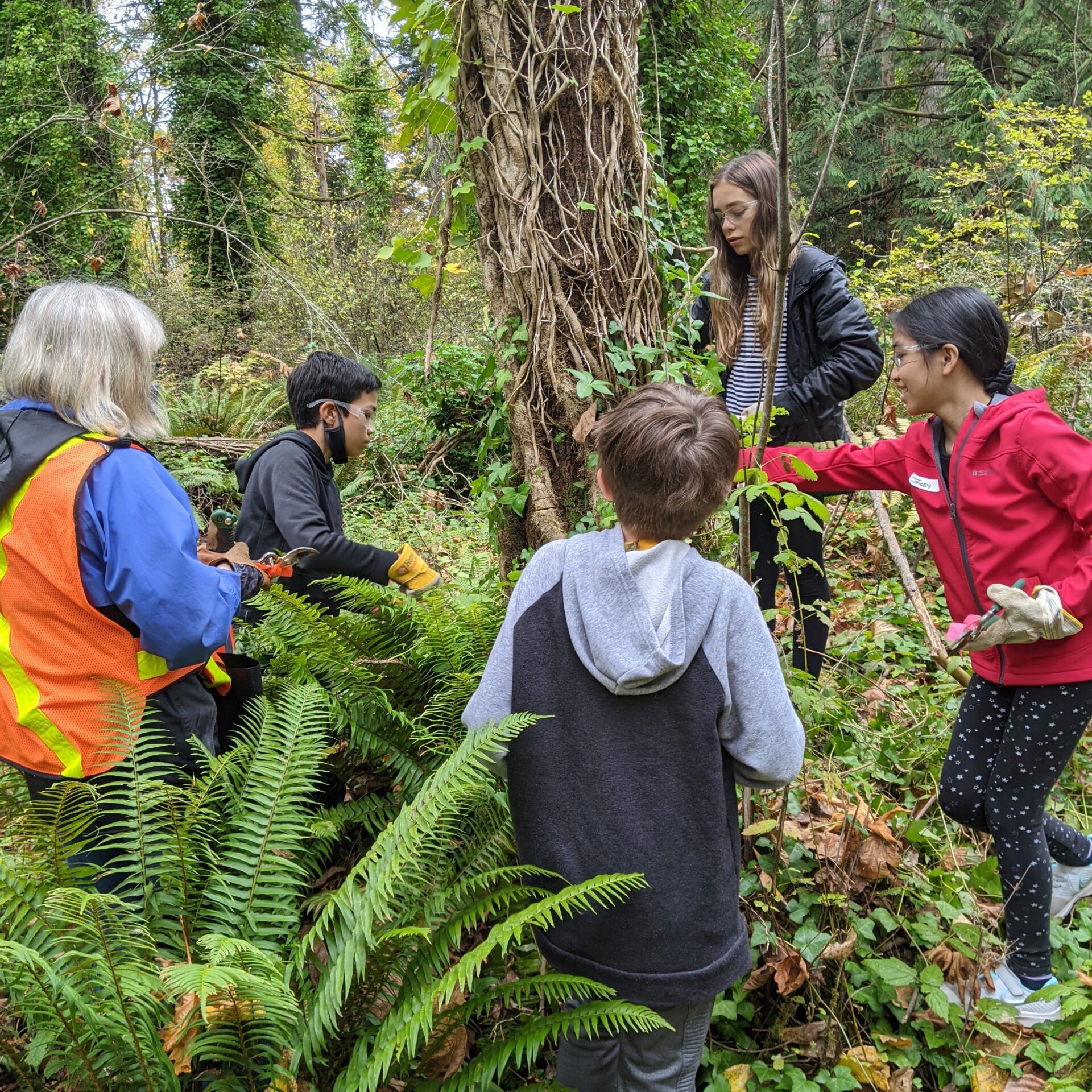 Creatures of Habitat Program! Grade 6 and 7 students removing invasive English Ivy 