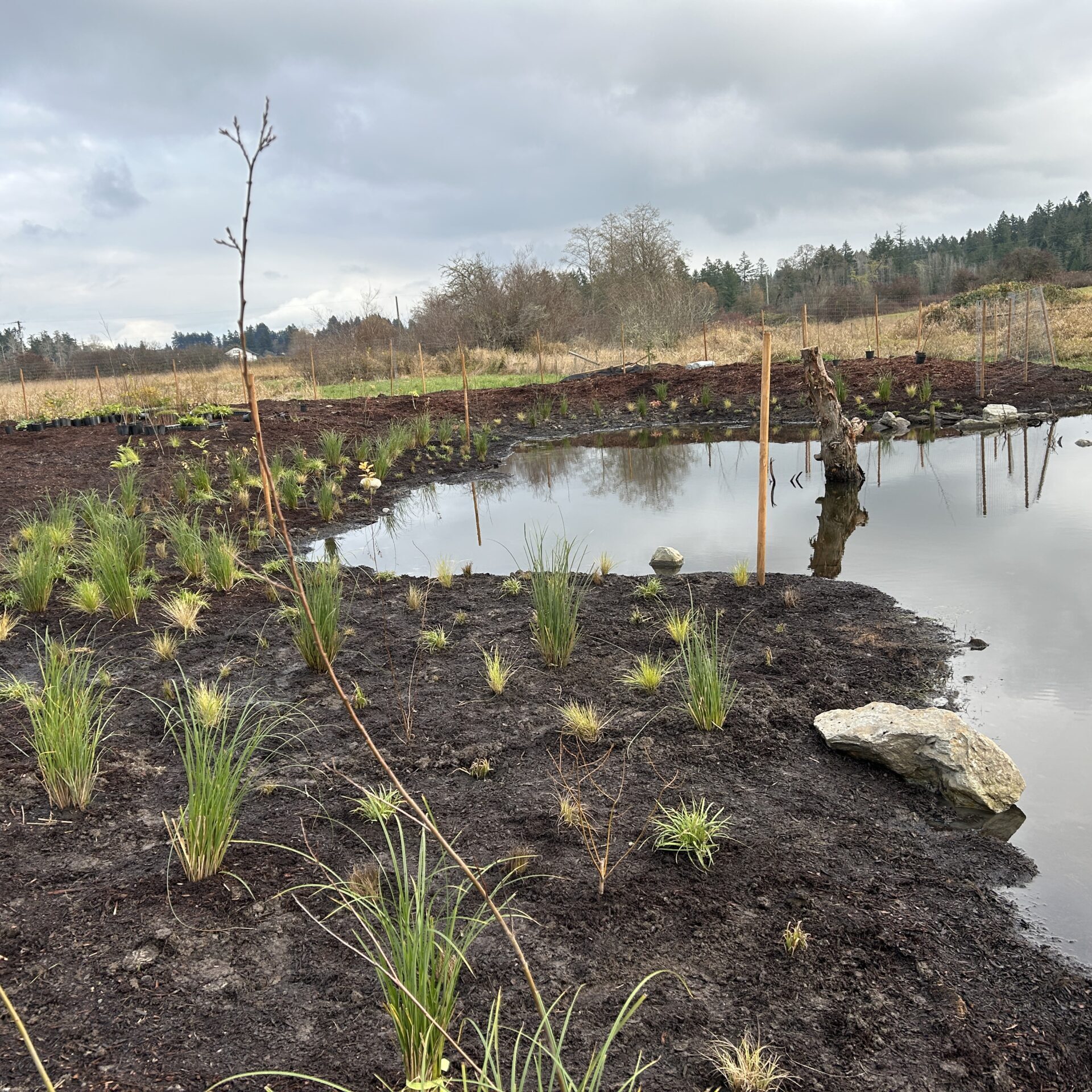 Newly planted riparian plants 