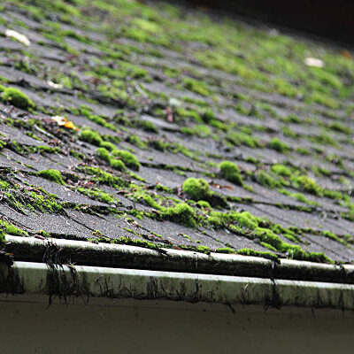Moss growing on a shingled roof
