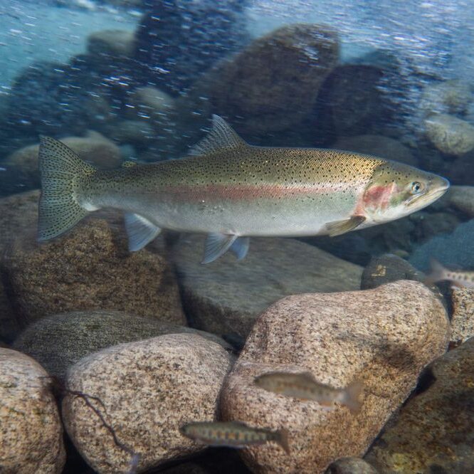 large_Steelhead_Fernando_Lessa_1_b8cebe6044